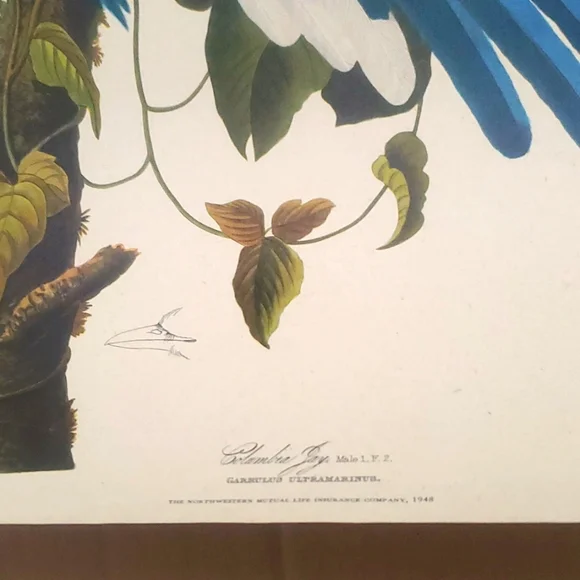JOHN JAMES AUDUBON (1785-1851) "Columbia Jay, No. 20” Print 1948 - Picture 2 of 11
